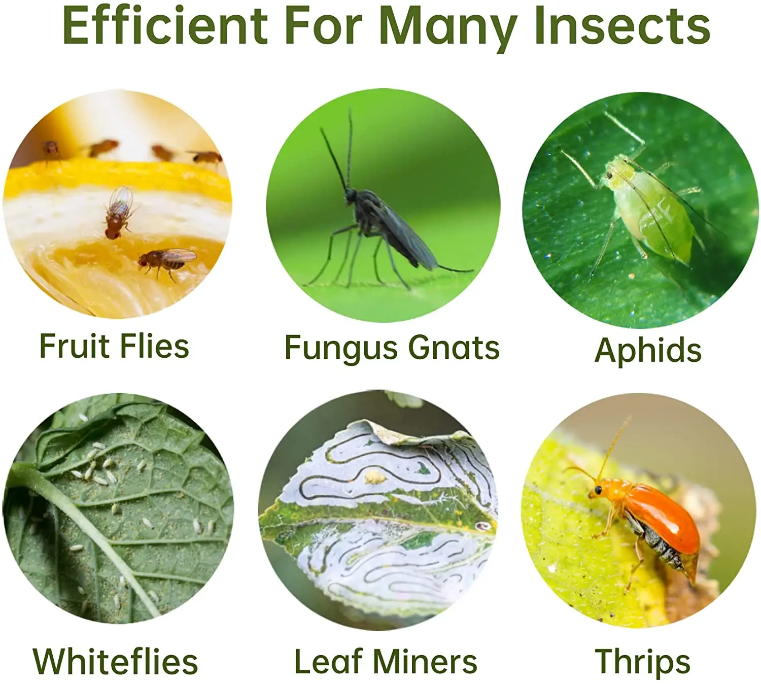 12 Pack Sticky Fruit Fly Fungus Gnat Traps Killer for Indoor and Outdoor Protect The Plant, Non-Toxic and Odorless