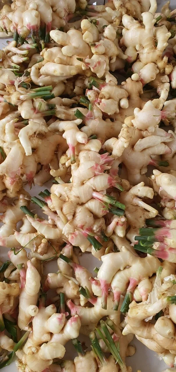 Young Ginger Fresh Vegetable Top Quality Hot Selling Cheap Price Low MOQ Good Brand Wholesaler Custom Logo Package