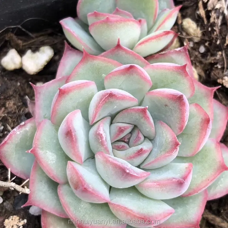 Живые суккуленты Echeveria Lotus 1 57 дюйма комнатные декоративные растения оптовая продажа для детской