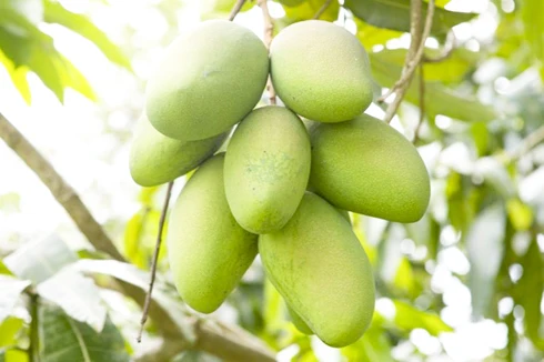 
Tropical fruits Vietnamese Keo mango specializes in wholesale good prices from Vietnam 