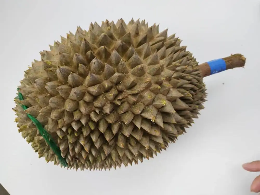 
Premium Grade Quality Whole D197 Musang King Durian in Bulk Supplier 