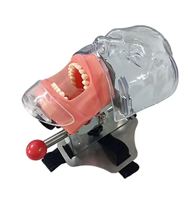 Dental simulation simple head unit ,dental phantom head