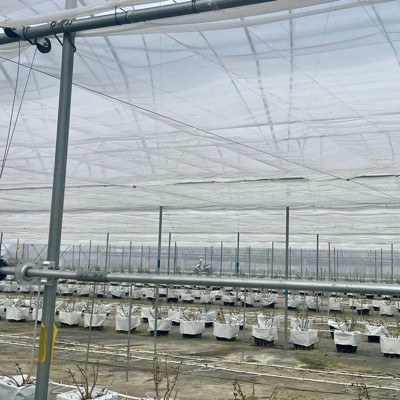 Blueberry plastic film tunnel foil greenhouse