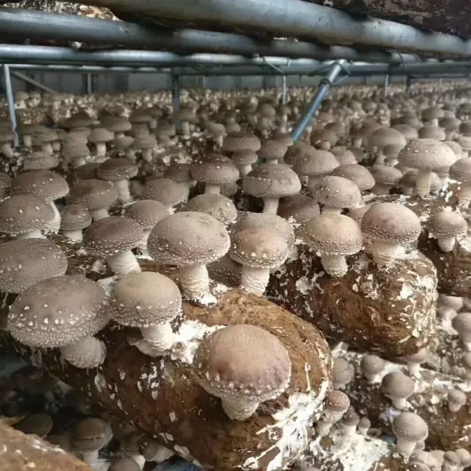 Shiitake Logs Monkey Head Oyster Mushroom Container Greenhouse Shipping Container Farm Container Growing Equipment