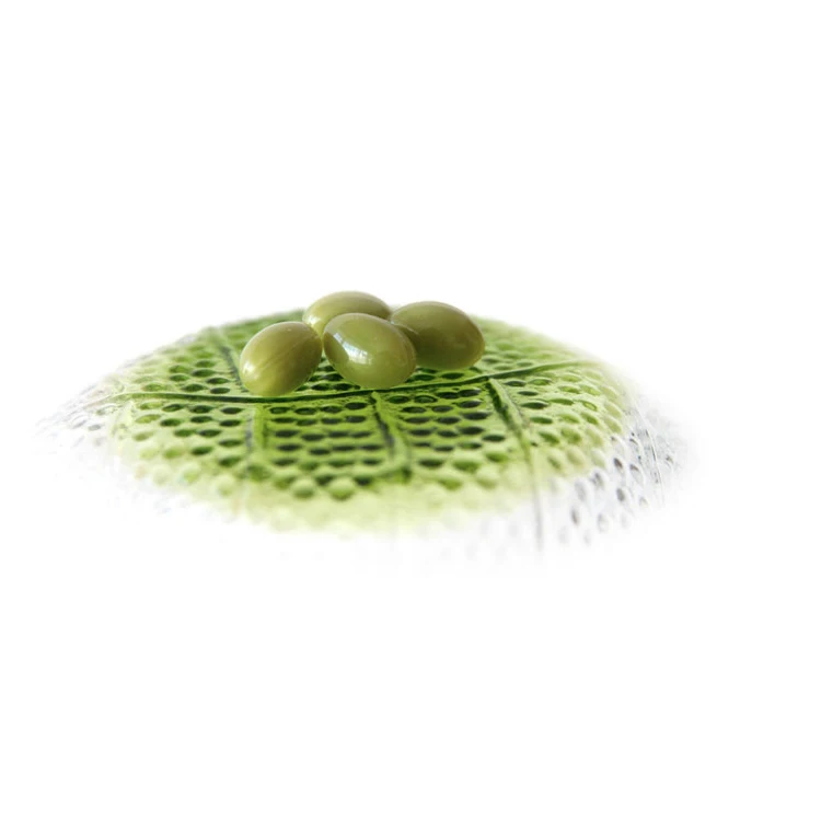 
healthy beauty anti-aging natural green tea plant extract capsules 