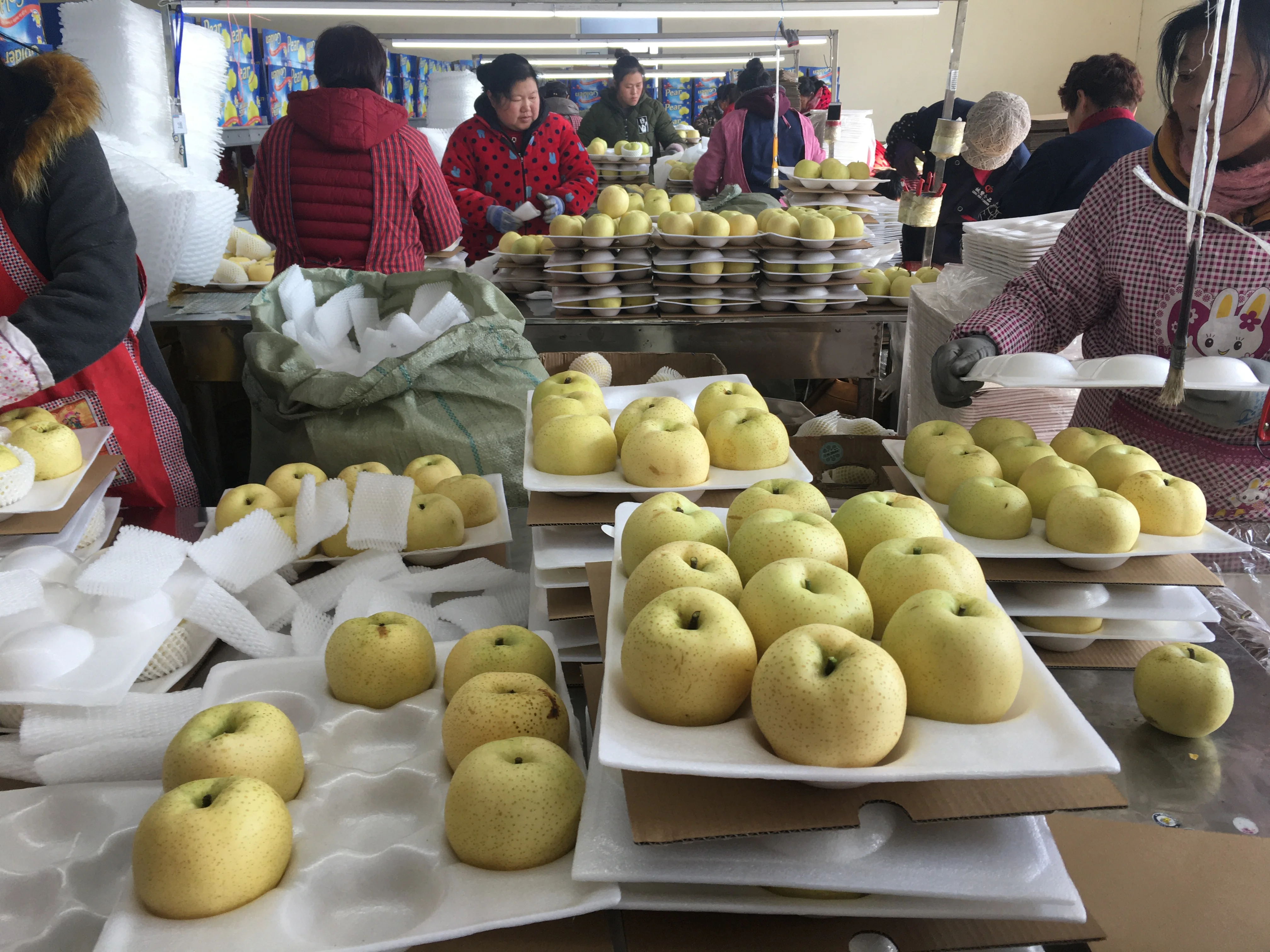 2023 Золотая свежая груша цена груша фрукты для продажи