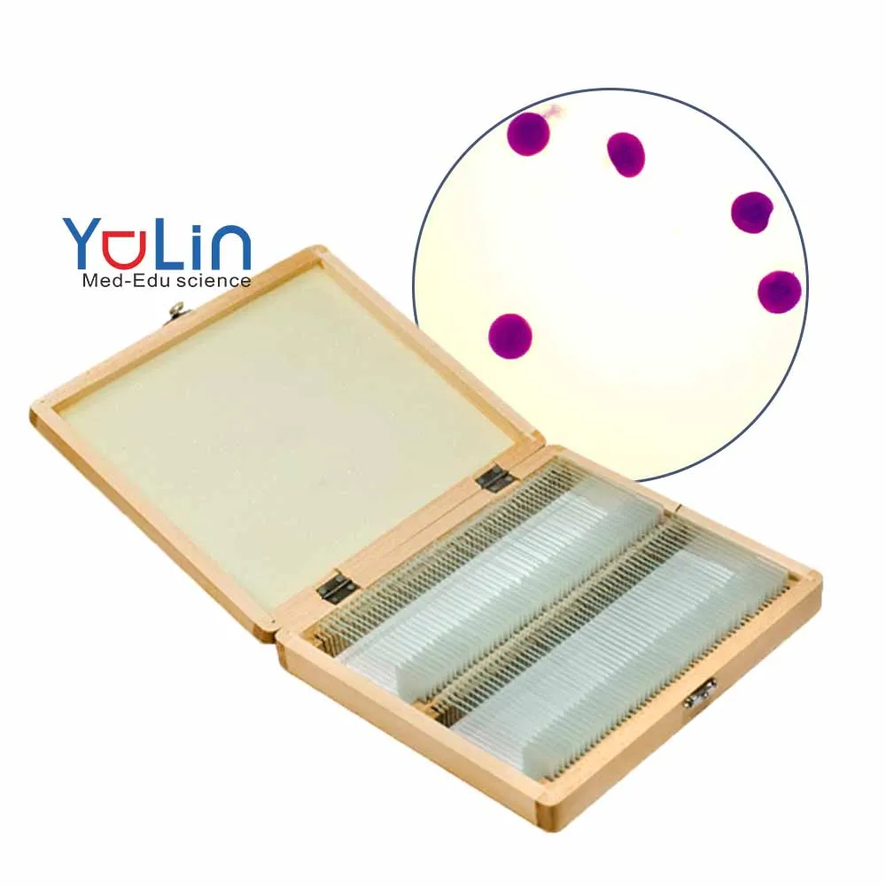 Teaching Teaching resources and educational equipment School and Medical Hot Sale Human Chromosome microscope prepared slides