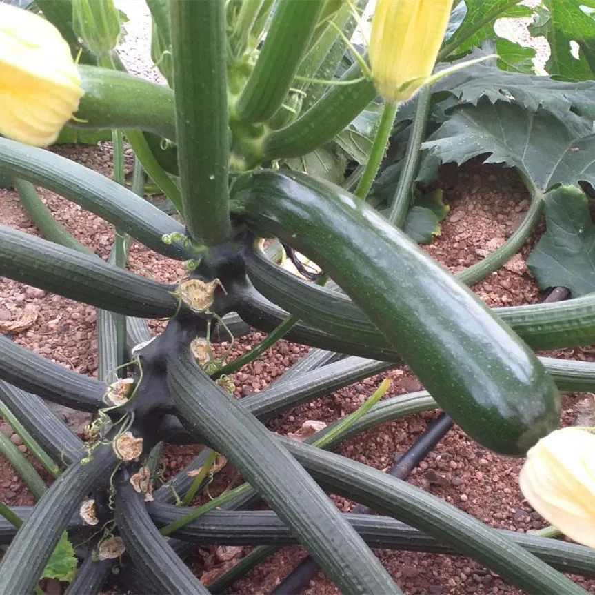 CNUS 805 F1 Hybrid F1 Dark Green Zucchini Type Squash Seeds