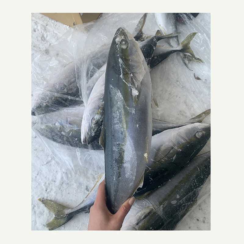 kanpachi Frozen fish cut yellow tail yellow taillla longiceps by wild planet new caught Japan origin for human consumption