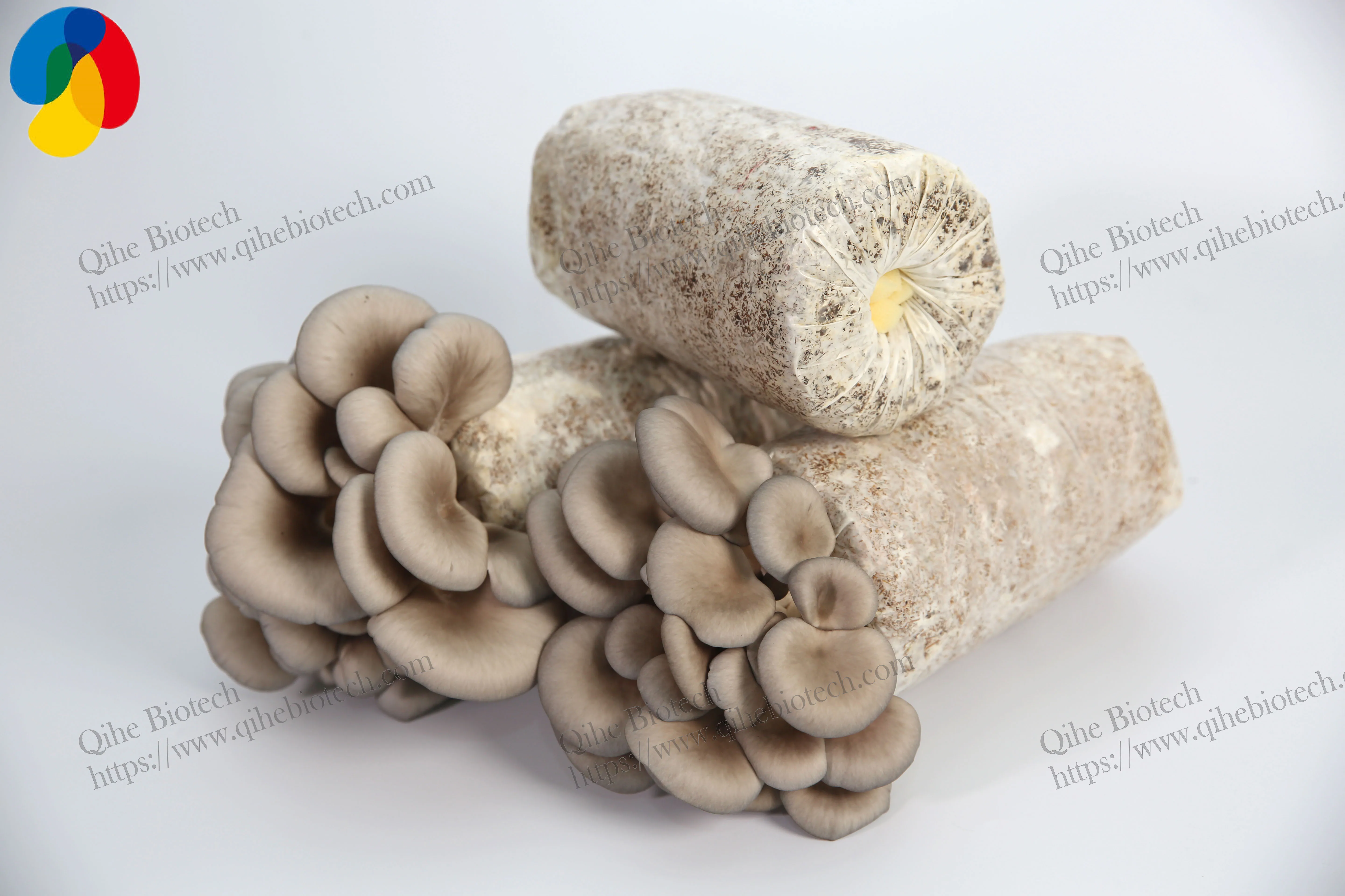 Top Quality cultivated mushroom sawdust spawn growing bag Pleurotus ostreatus spawn seed