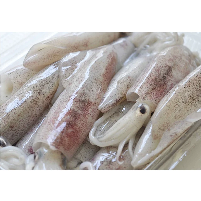Wholesale IQF Loligo Squid