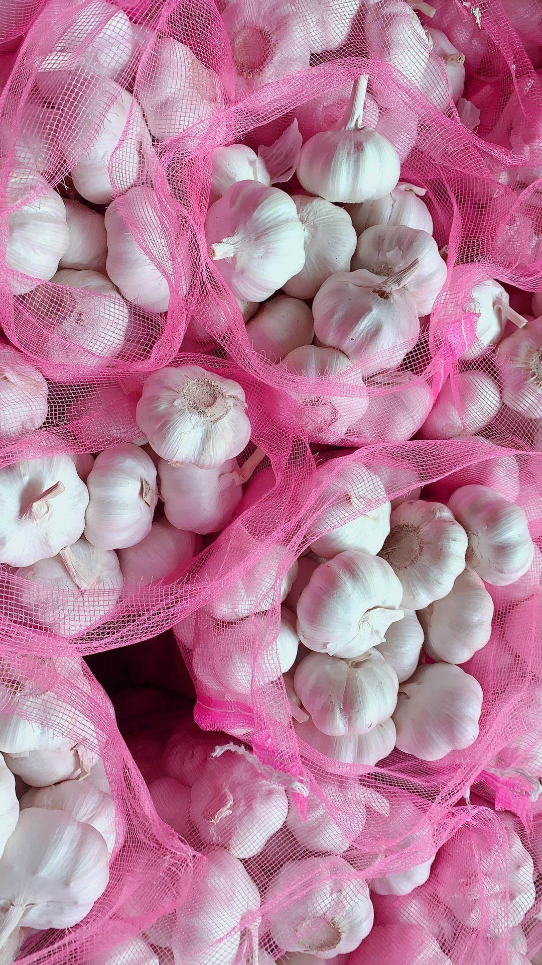 Hot Sales Chinese Fresh Garlic China in Newest Crop Export