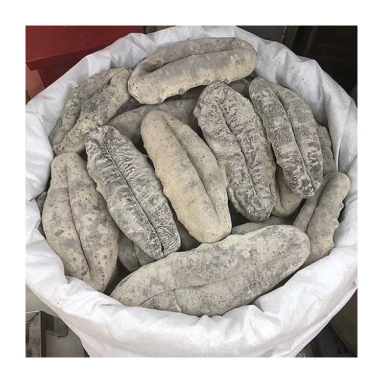 Wholesale large quantities of the best discounted pig Shiva sea cucumber super affordable
