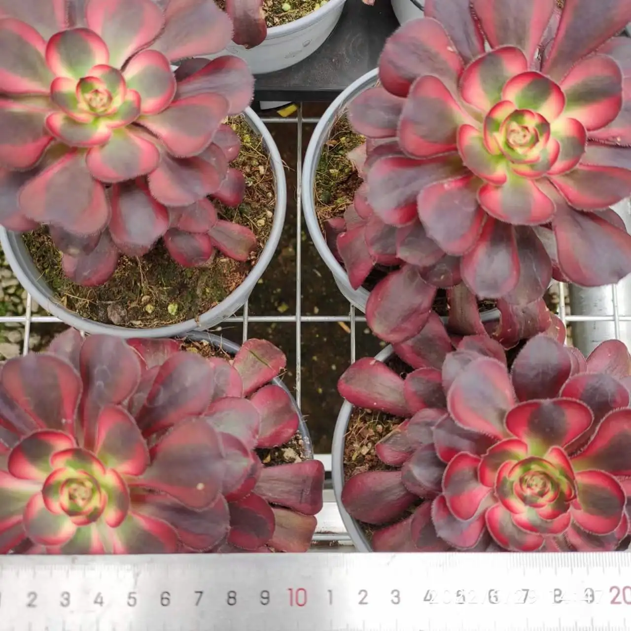 ON018 Aeonium круглые белые оптовые Индивидуальные Мини Искусственные суккуленты горшки для растений для наружной эчи