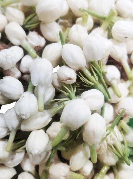 High Quality Fresh Jasmine Buds from Vietnam Ready for Wholesale-Price Including Roses and Chrysanthemum Flowers