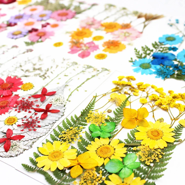 Natural Dried Flower Pack with Material Pack for Children Handmade Embossing Resin Dry Dried Pressed Flowers Press