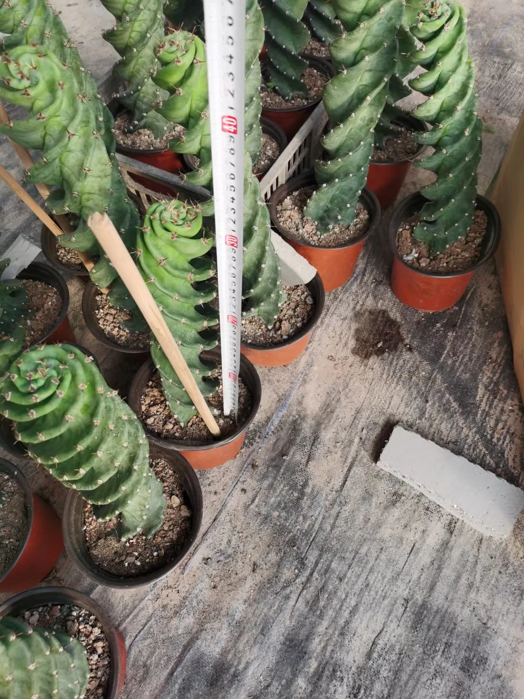 Wholesale Cactus Nature Cacti Live Cactus Succulent woody Plants indoor plant Spiral cactus