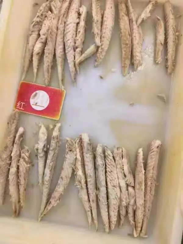 Origin china New stock precooked bonito tuna loin with good quality