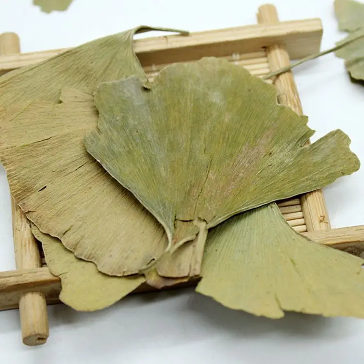 Factory Price Yin Xing Ye Chinese Natural Herb Medicine Dried Ginkgo Biloba Leaf