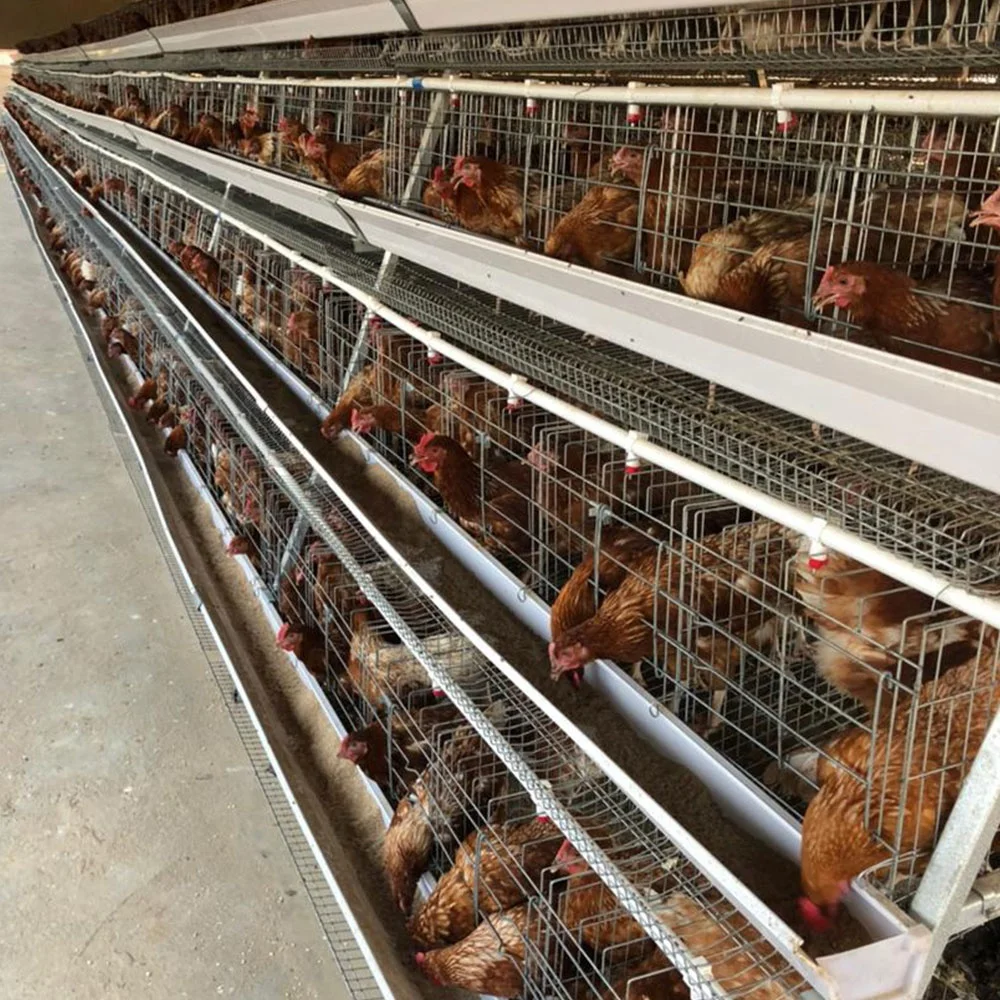 Лучшая продажа ручная клетка для куриного слоя продажи в Южной Африке птицеводство животные