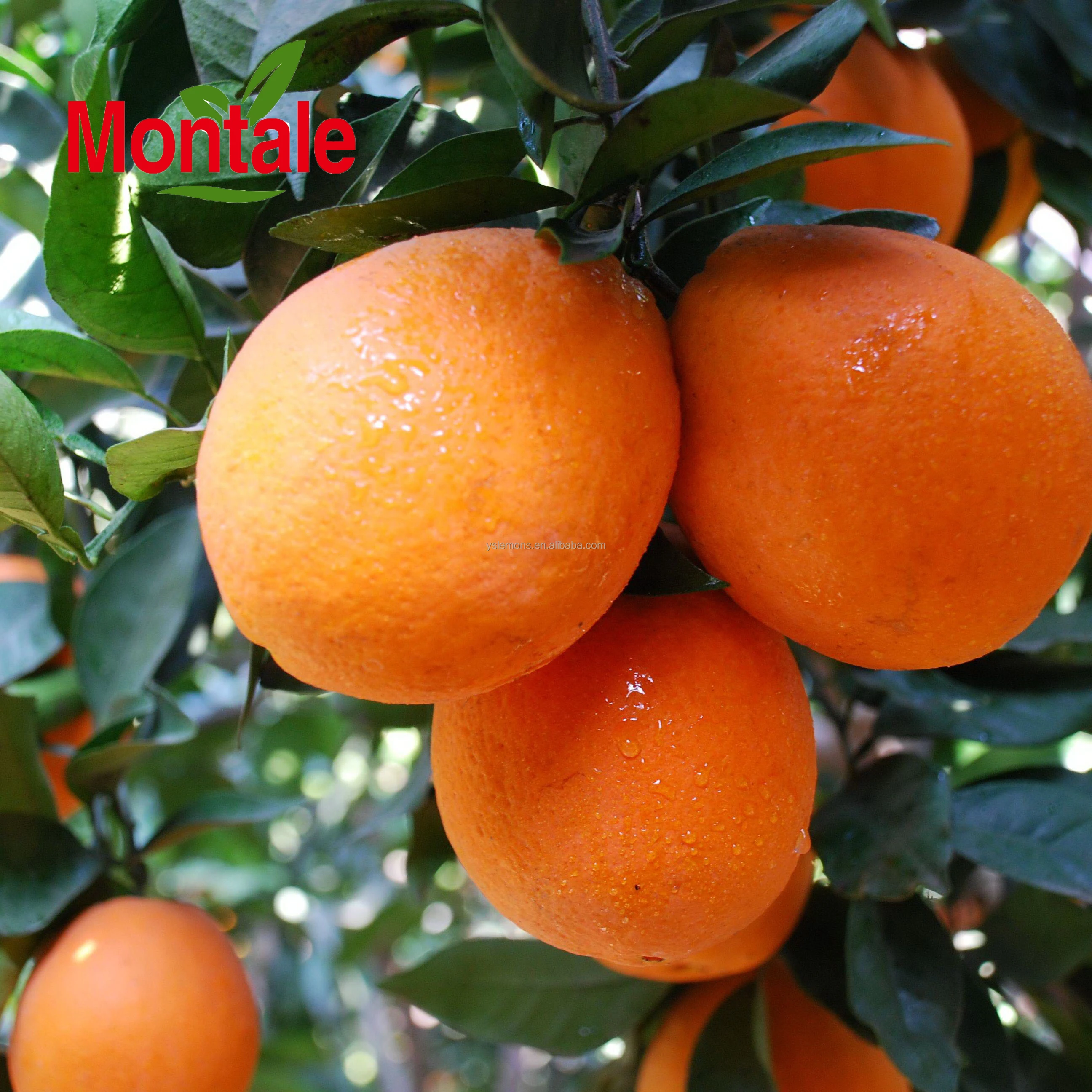 Montale Chinese Wholesale Orange Importer Navel Oranges Fresh Oranges