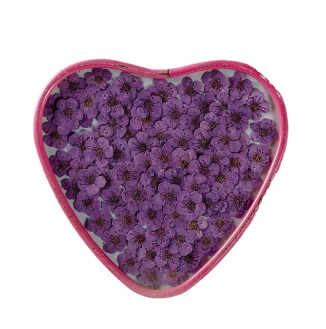 Real Narcissus Pressed Flower Dried Daffodils Stickers Pressed Daffodils Flower for DIY Epoxy Crafts