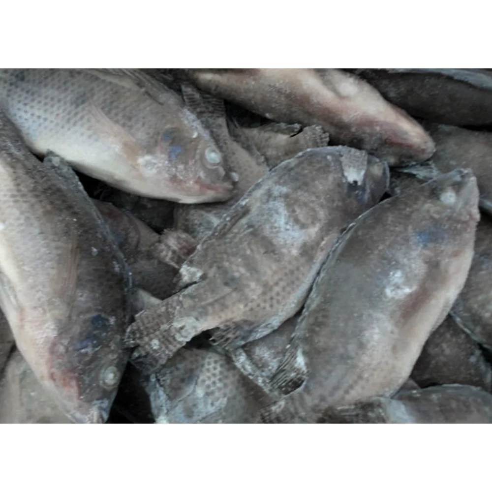 Wholesale price frozen fish tilapia wholesale price per kg frozen black tilapia fish frozen tilapia fish