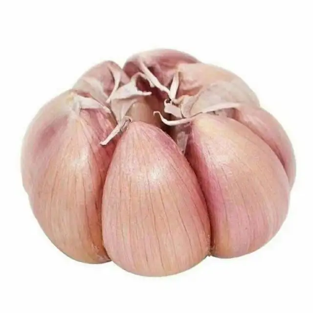 Wholesale made in china china shandong garlic fresh vegetable seasonal high quality garlic