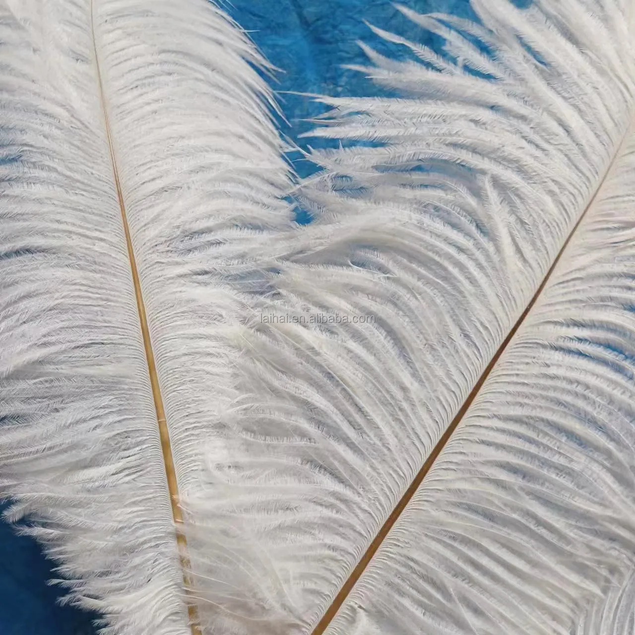 Party Decorative Cheap Color Ostrich feathers floss white ostrich birds chicken feathers ostrich chicks