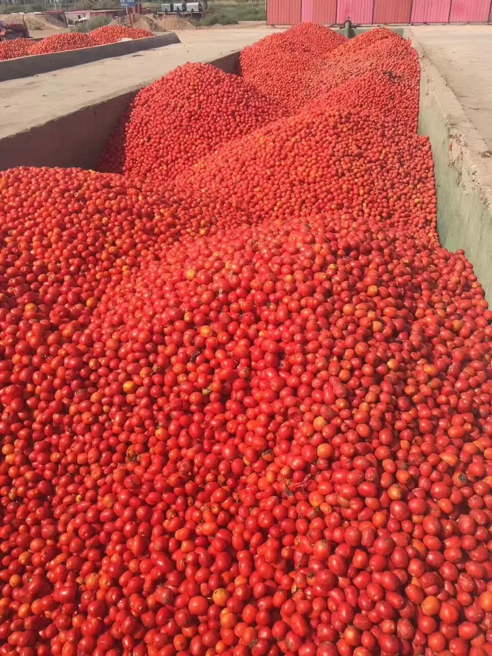 Green and Healthy  Peeled Tomato In Tomato Juice