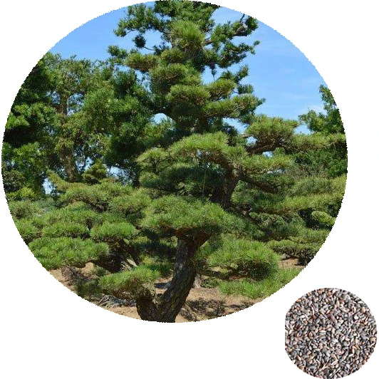 Семена натурального дерева, семена пинуса тунбергия, оптовая продажа японских семян пинуса тунбергия