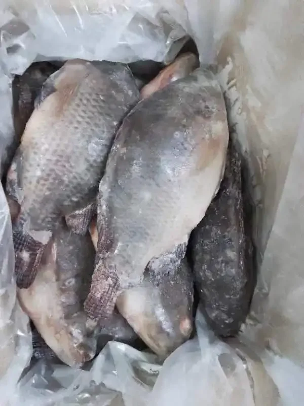 800g up IQF Frozen whole tilapia Wholesale price  tilapia fish