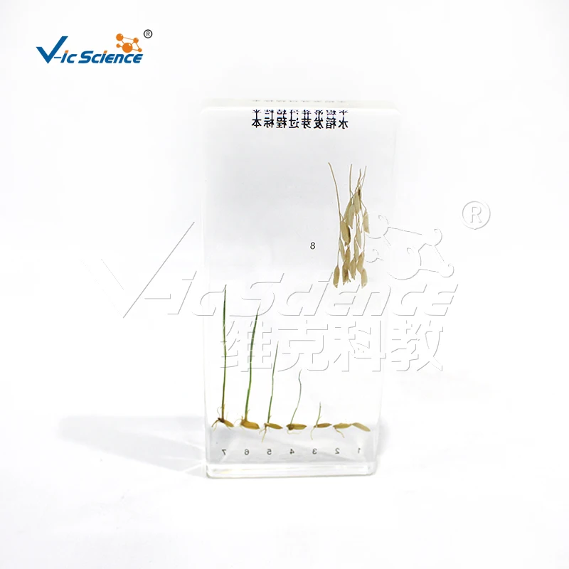 Образец процесса прорастания