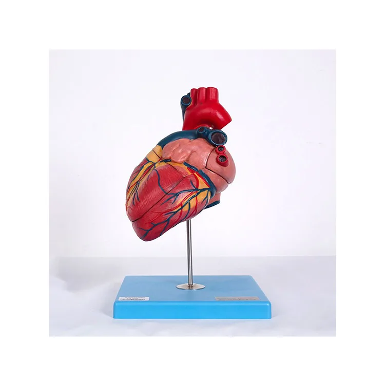 Factory Direct Wholesale 3d Human 1.5 Times Big Size Heart Model Anatomic