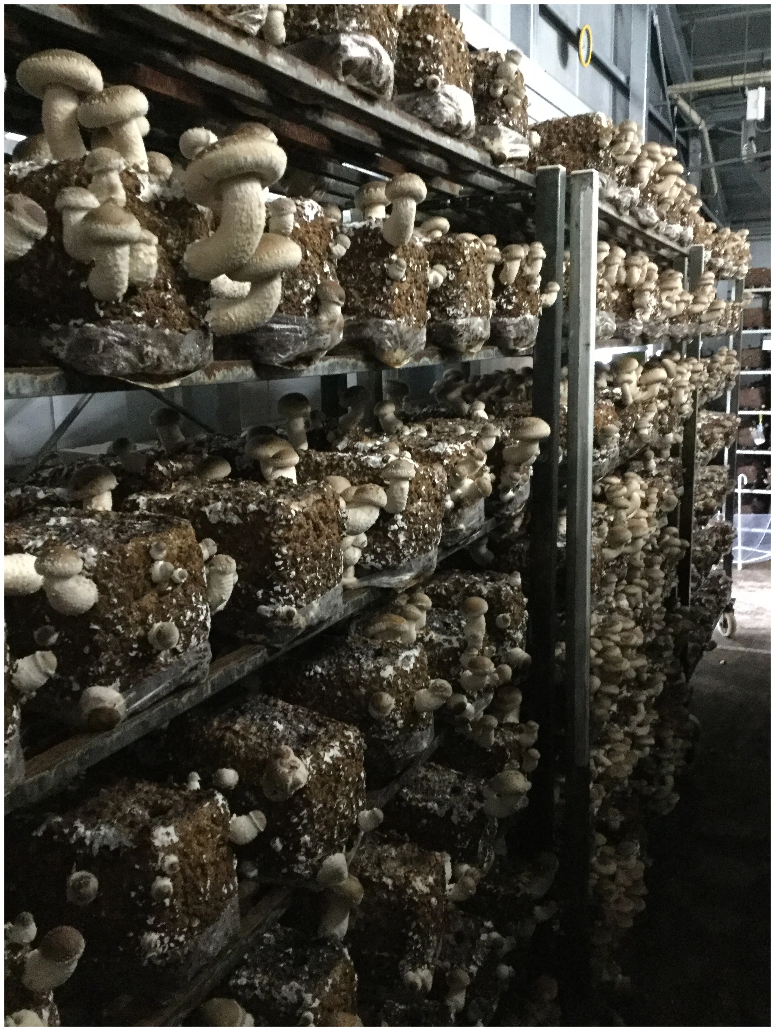 Свежая японская бутылка для выращивания плюуса, выращивание грибов