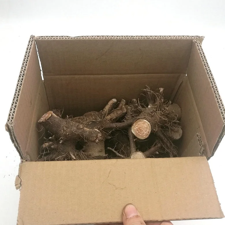 Китайский гибридный материал для разведения павловнии 9501 9502 9503 пень дерева и