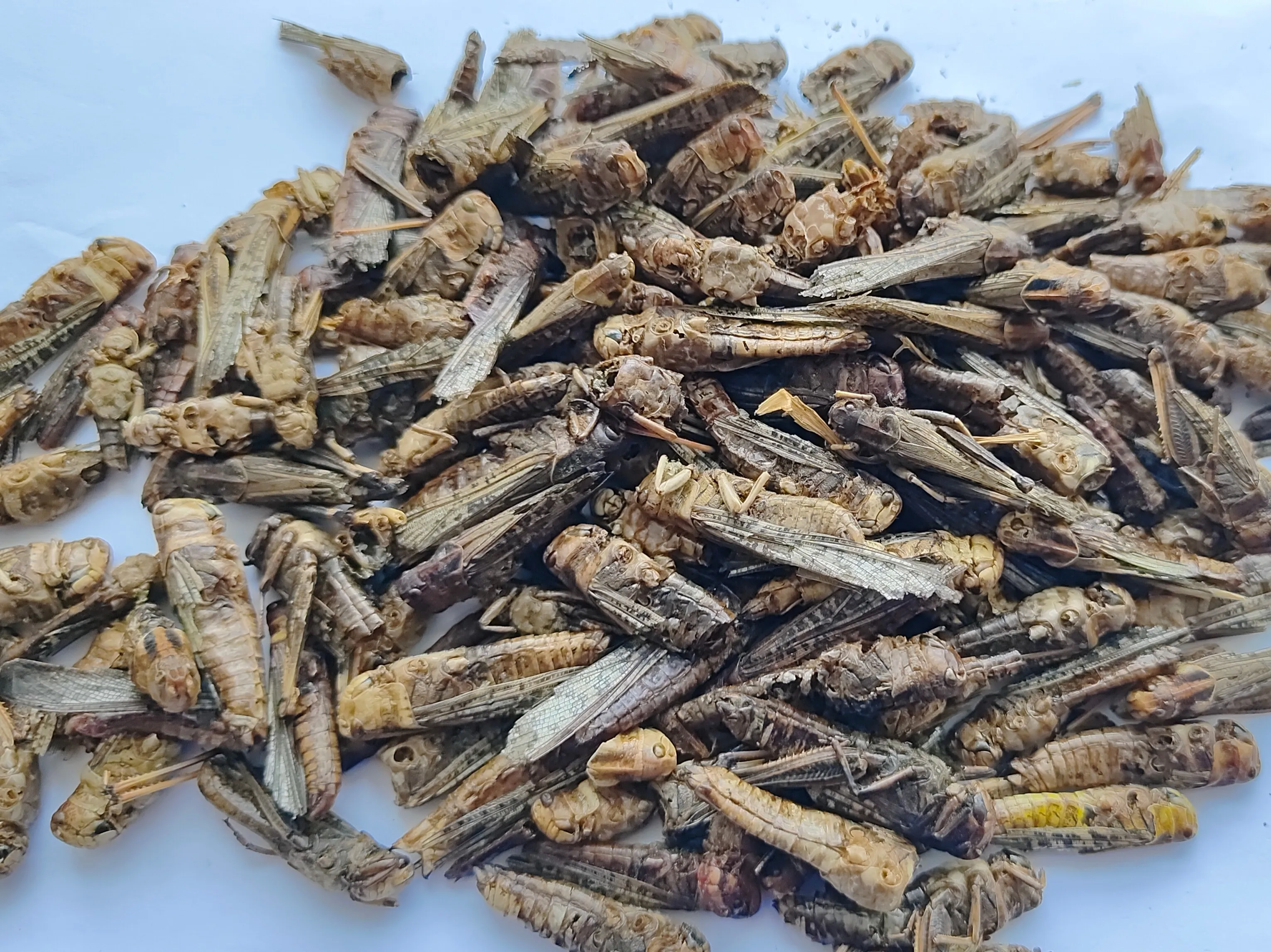 High protein pet food dried grasshopper