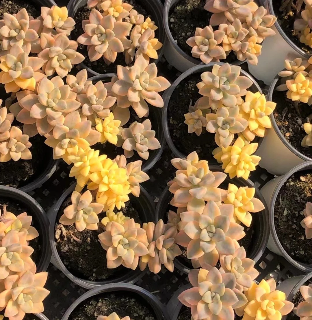 
Special ins promotion Succulent Haworthia truncata Hokusai natural live plants real succulent bonsai 