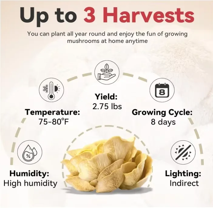 Organic Golden Oyster Mushroom Growing Kit with Spray, Harvest Fresh Mushrooms at Home