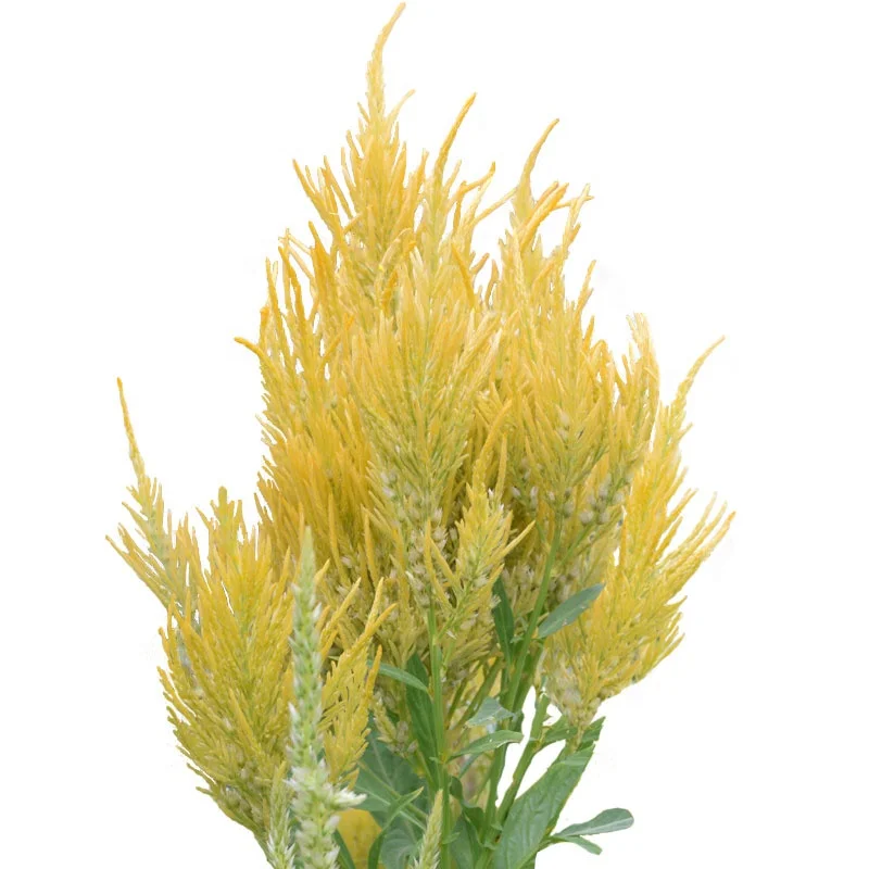 
Annual Biennial Species Celosia Argentea Plumosa Flowering Seeds Adenium 