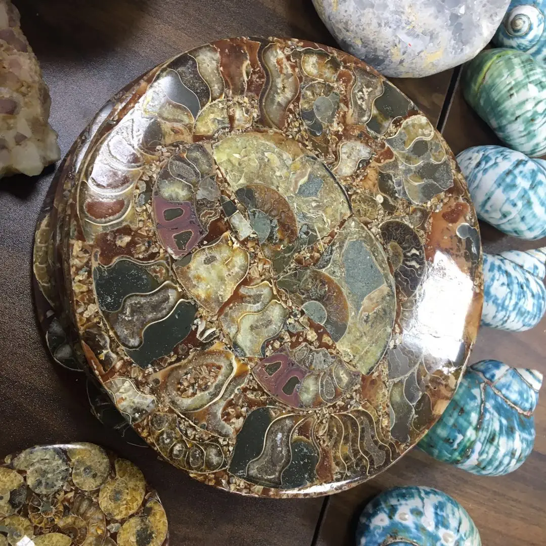 wholesale big ammonite plate natural conch fossil specimen shell Healing for fengshui decoration