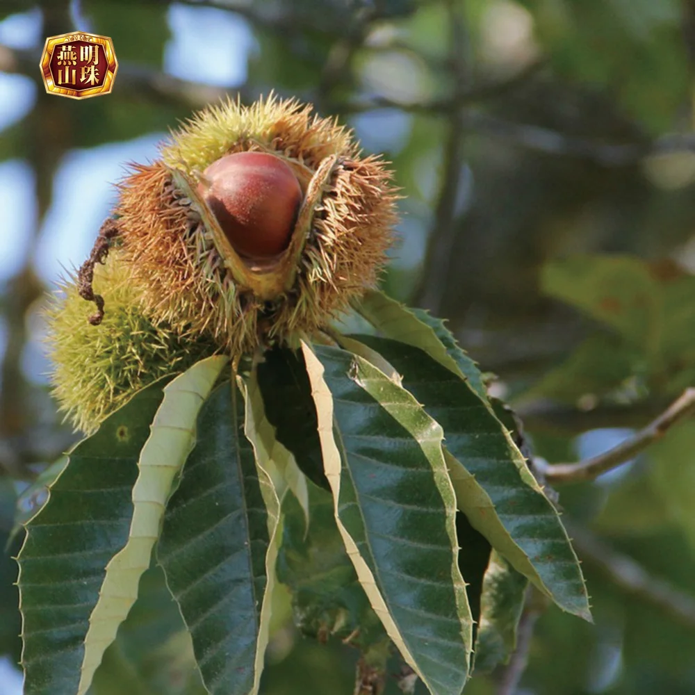 2020 New Crop Hebei Origin Chinese Harvesting Fresh Chestnuts