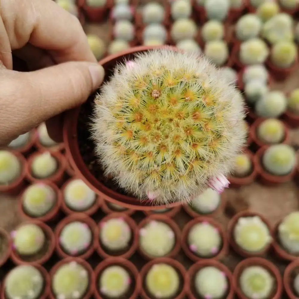 Mammillaria carmenae Buddha  Cactus wholesale Mini Cacti Live Cactus Succulent Plants indoor plant