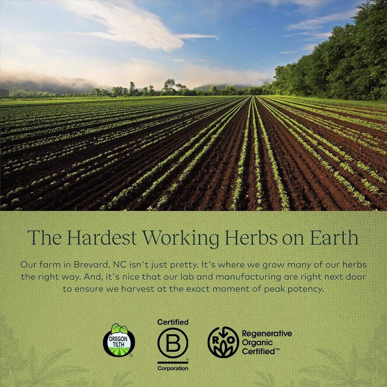 GMP factory Oem Organic Vitex Capsules Vitex Chaste Berry Extract Whole Organic Chaste Berry All-natural And Non-gmo