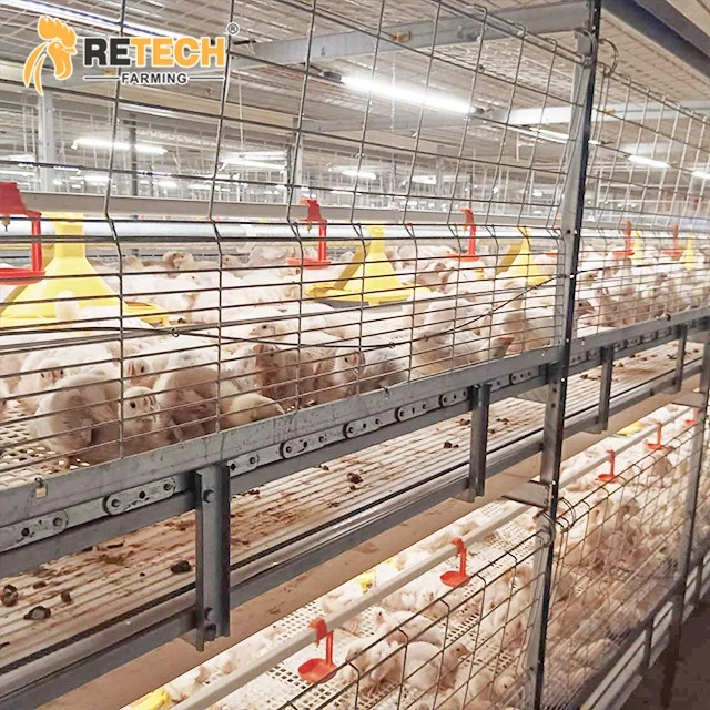 Automatic Chain-Type Harvesting Broiler Cage in the Philippines
