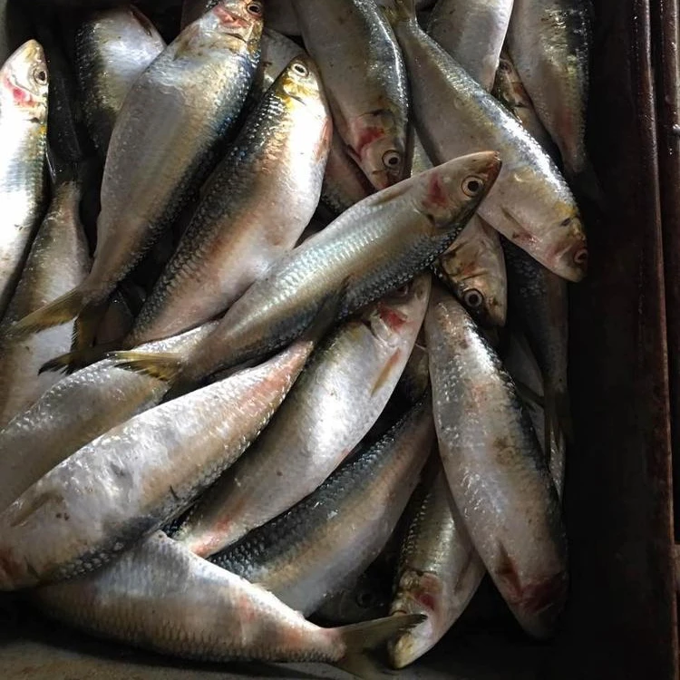 Frozen  sardine fish for feed