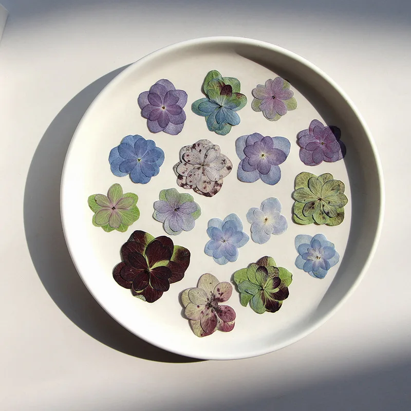 12pcs/pack Double Petal Hydrangea Card Making Supplies Resin Jewelry Natural Plant Eco-friendly Real Pressed Flower