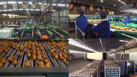 Citrus Juice Processing Line Orange Juice Processing Equipment Lemon Production Plant Silver Customized Provided PLC Cleaning