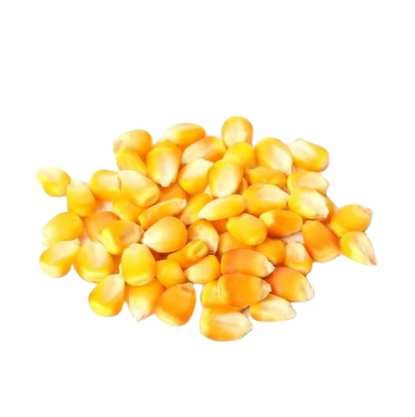 CORN Feed corn in bulk  Russian animal feed corn feed in bulk for sale