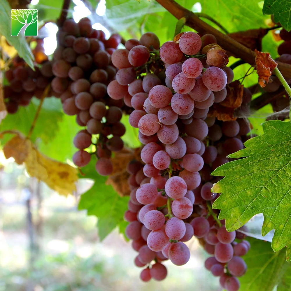 
 Привычка к растению, виноградные саженцы gewurztraminer, витис винифера, фруктовые саженцы gewurztraminer  